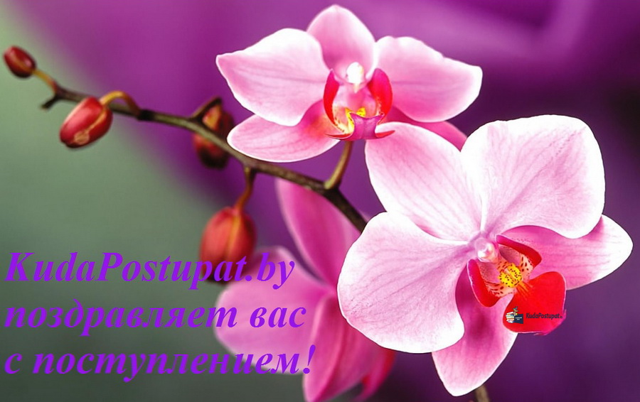 Куда Поступать бай поздравляет всех, кто уже поступил в 2019 году!