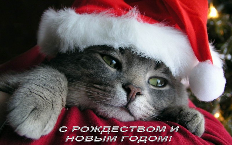 ДОРОГИЕ ДРУЗЬЯ!  KUDAPOSTUPAT.BY ПОЗДРАВЛЯЕТ ВАС С РОЖДЕСТВОМ И НОВЫМ ГОДОМ!